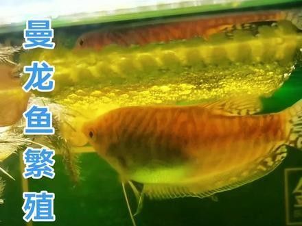 紅曼龍魚繁殖期如何隔離？（如何隔離紅曼龍魚的繁殖期） 紅曼龍魚繁殖期如何隔離？（如何隔離紅曼龍魚的繁殖期） 龍魚百科 第4張