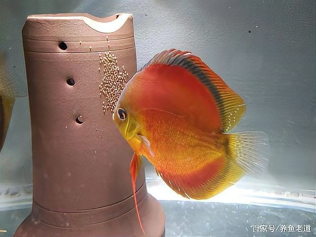 紅曼龍魚繁殖期如何隔離？（如何隔離紅曼龍魚的繁殖期） 紅曼龍魚繁殖期如何隔離？（如何隔離紅曼龍魚的繁殖期） 龍魚百科 第8張