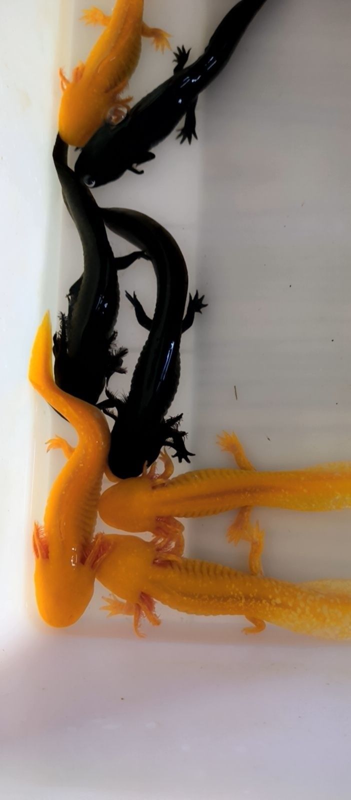 <strong><mark>福山</mark></strong>哪個水族館龍魚好？祥龍魚場龍魚（<strong><mark>福山</mark></strong>水族館祥龍魚場）
