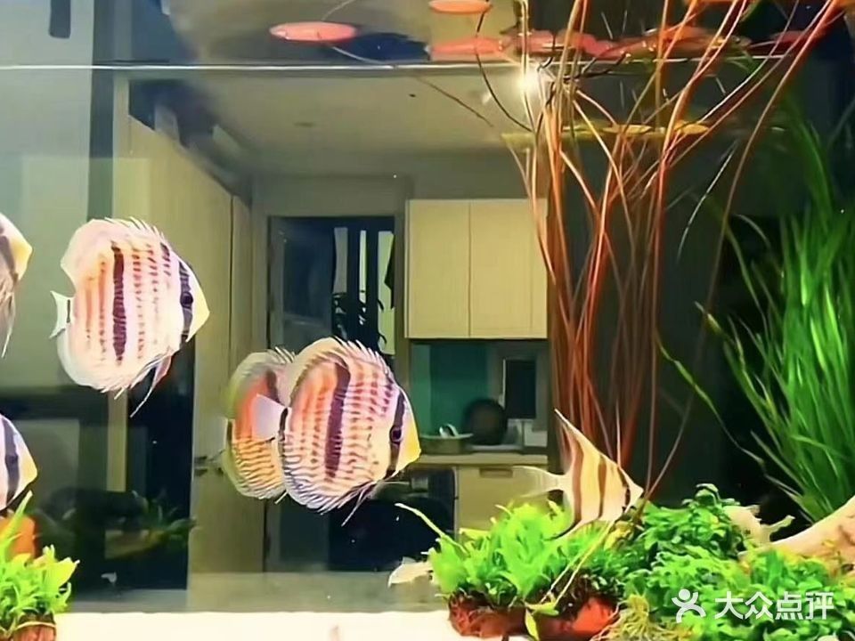 福山哪個(gè)水族館龍魚好？祥龍魚場(chǎng)龍魚（福山水族館祥龍魚場(chǎng)）