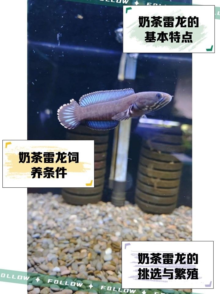 奶茶雷龍魚繁殖注意事項（奶茶雷龍繁殖小技什么值得買雷龍繁殖小技什么值得買）