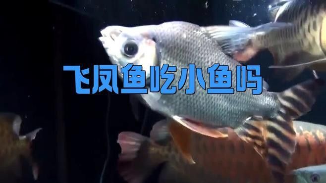 如何減少飛鳳魚對龍魚黏膜的吸食？