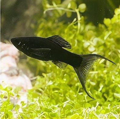 如何減少飛鳳魚對龍魚黏膜的吸食？