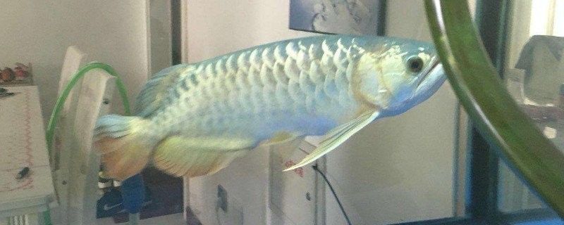 如何減少飛鳳魚對龍魚黏膜的吸食？
