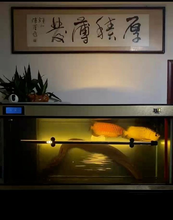 祥龍魚場官方網站是什么？