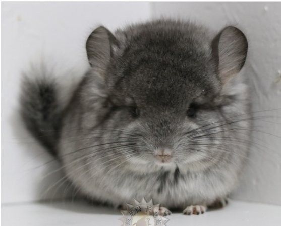 這些稀有品種的飼養(yǎng)難度如何？