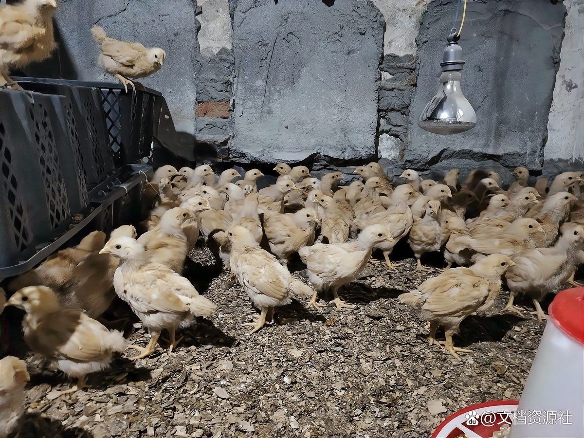 這些稀有品種的飼養(yǎng)難度如何？