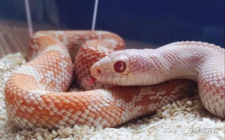 這些稀有品種的飼養(yǎng)難度如何？
