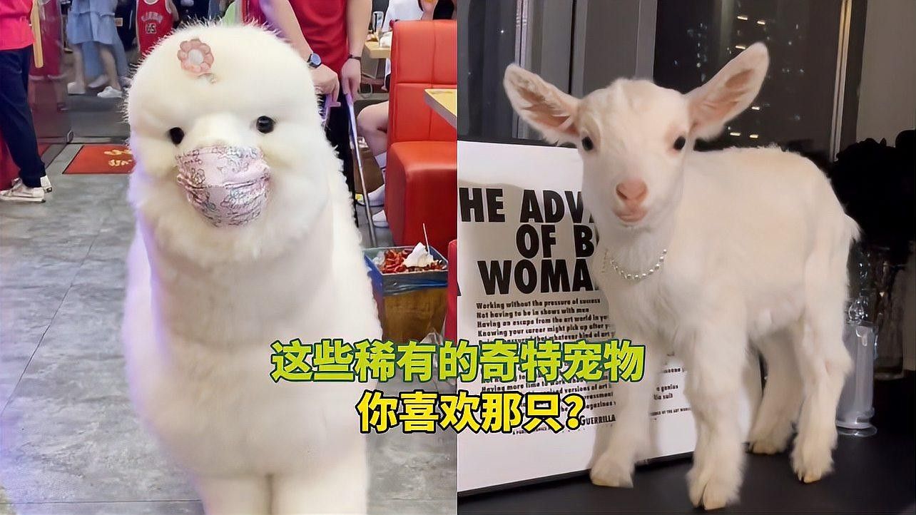 這些稀有品種的飼養(yǎng)難度如何？