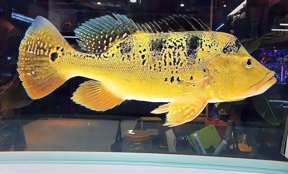 巴西亞和哪些魚混養最和諧？（巴西亞和什么魚混養比較好）