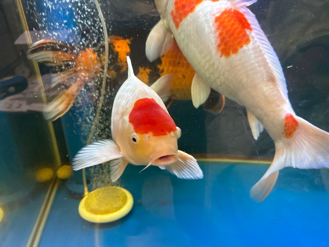 生活