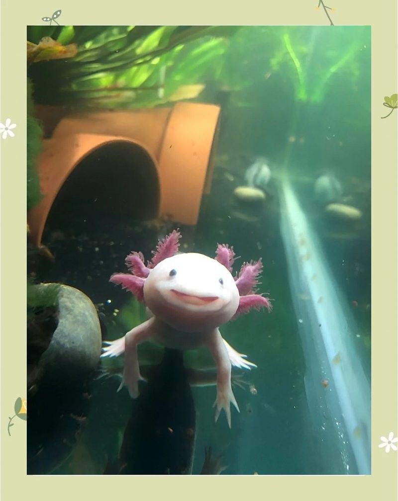 六角恐龍魚成體多大？