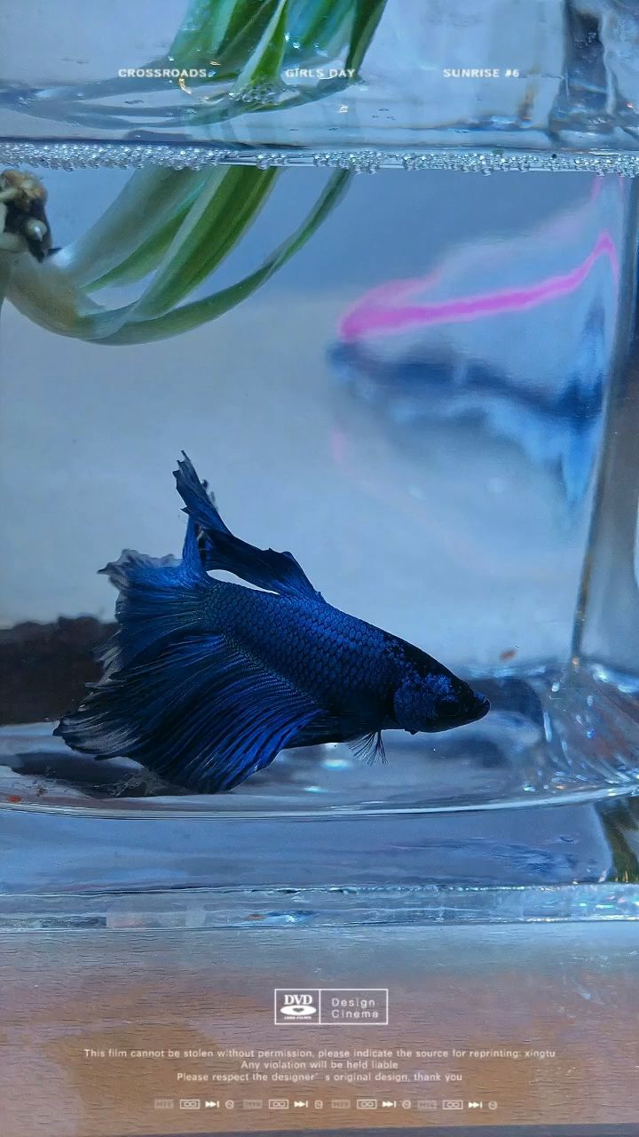 小斗魚，大世界（小斗魚的生活習性） 小斗魚，大世界（小斗魚的生活習性） 龍魚論壇