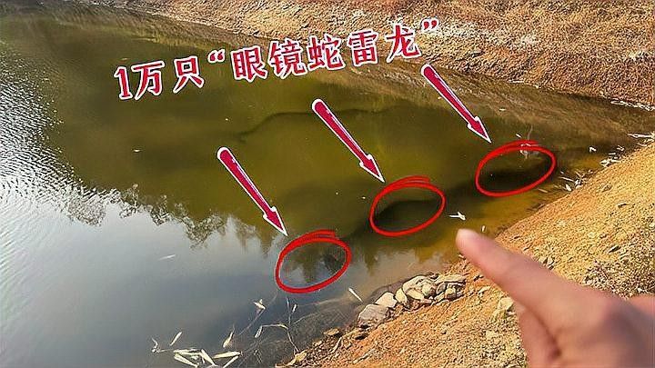 雷龍魚繁殖期需要特殊照顧嗎（關于雷龍魚繁殖期的特殊照顧建議雷龍魚在繁殖期的特殊照顧建議）