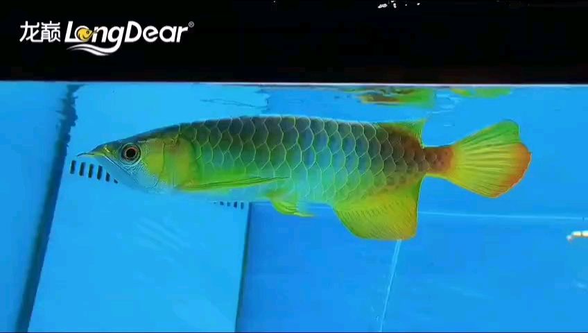 轉發914（“轉發914”是什么意思） 轉發914（“轉發914”是什么意思） 龍魚論壇