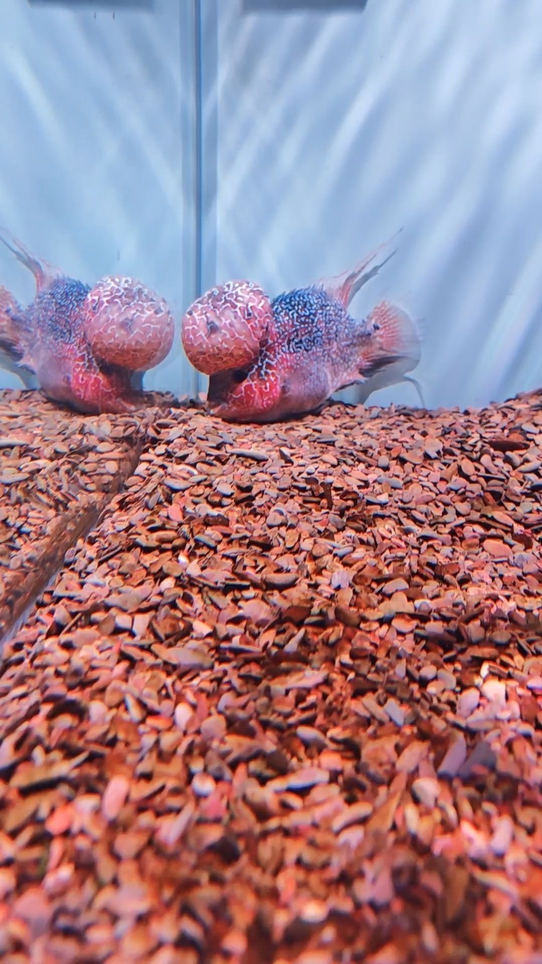 羅漢魚(yú)突然不吃東西躲在角落不愛(ài)動(dòng)。（羅漢魚(yú)不吃東西、不愛(ài)動(dòng)怎么辦）