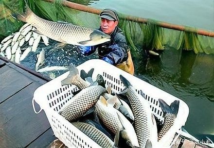 紅龍魚白膜治療期間需要喂什么食物？，紅龍魚白膜治療期間喂食的食物應該以易消化、營養豐富為主