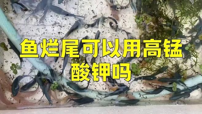 高錳酸鉀治療龍魚爛尾的注意事項