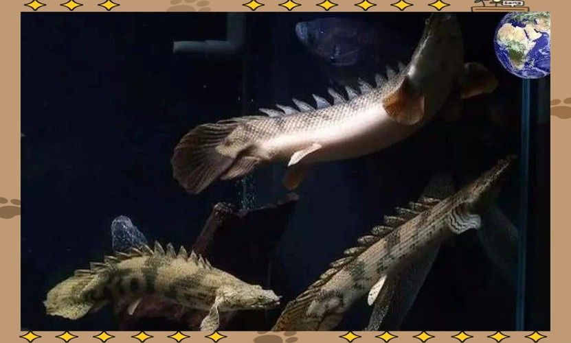 給我一些高清的虎斑恐龍魚圖片（廣東男子釣獲“遠古恐龍魚”,背鰭銳利似劍龍!網友:值好幾百!）