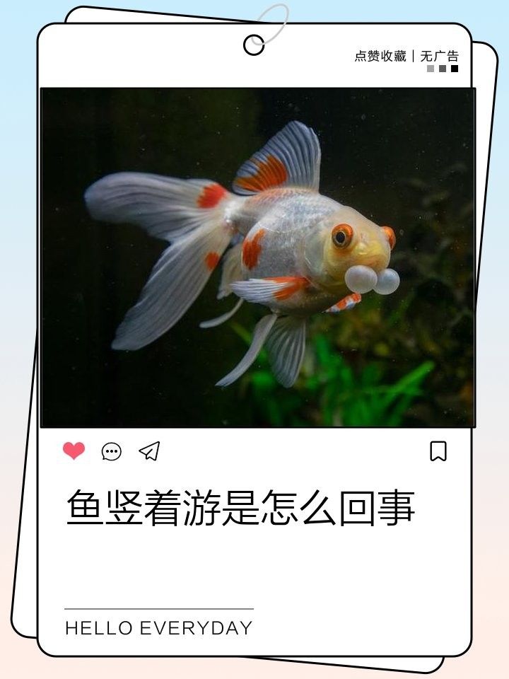 龍魚豎著游會死嗎？
