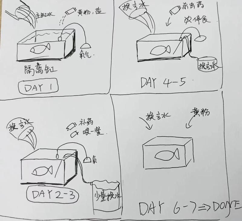 龍魚檢疫期間多久換一次水（魚檢疫期間的水質管理是確保其健康和安全的關鍵，新魚到家檢疫全攻略） 龍魚檢疫期間多久換一次水（魚檢疫期間的水質管理是確保其健康和安全的關鍵，新魚到家檢疫全攻略） 龍魚百科 第2張