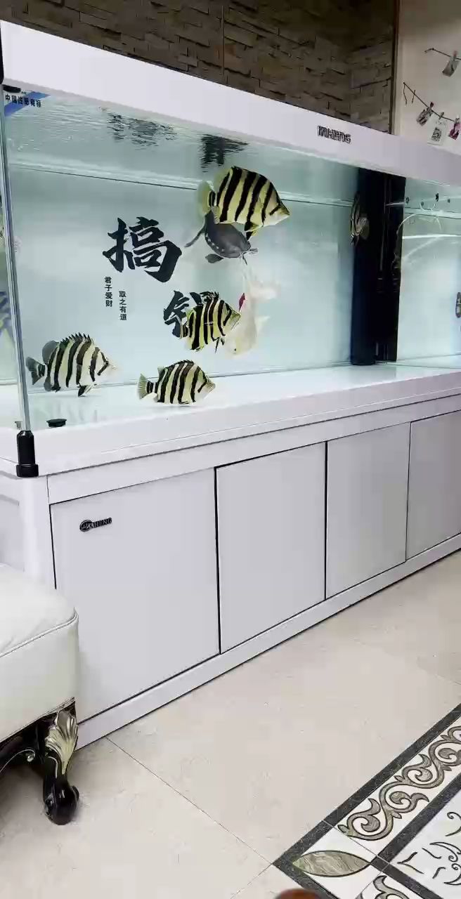 虎（虎的基本生物學特征）