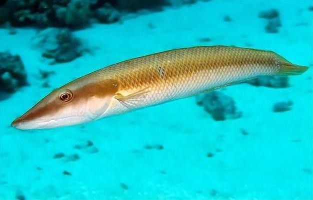 過山龍魚和管唇魚有何區別（農村山路邊發現10米長“過山龍”,很多人沒見過,拍給大家看看鄉村凱迪）