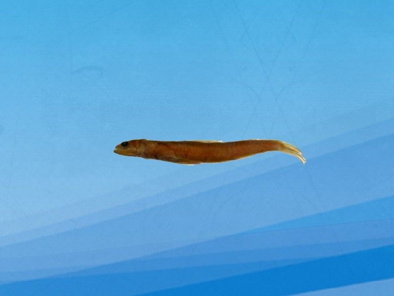過山龍魚和管唇魚有何區別（農村山路邊發現10米長“過山龍”,很多人沒見過,拍給大家看看鄉村凱迪）