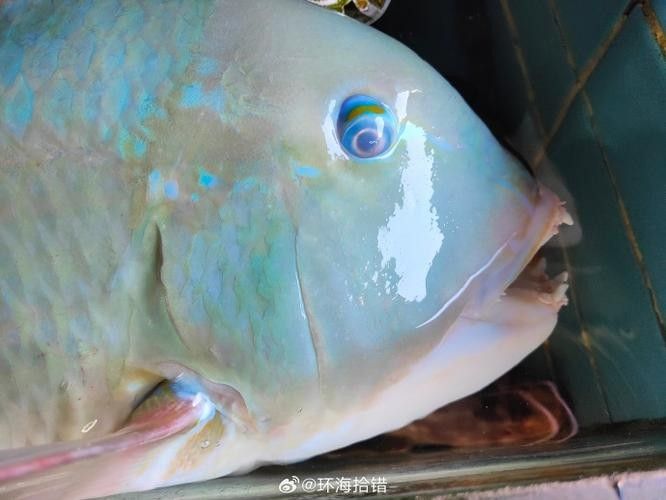 過山龍魚和管唇魚有何區別（農村山路邊發現10米長“過山龍”,很多人沒見過,拍給大家看看鄉村凱迪）