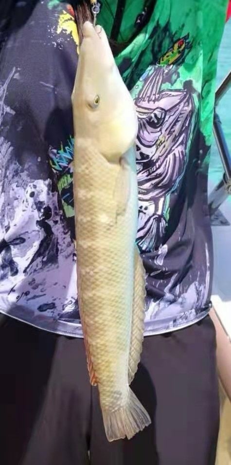 過山龍魚和管唇魚有何區別（農村山路邊發現10米長“過山龍”,很多人沒見過,拍給大家看看鄉村凱迪）