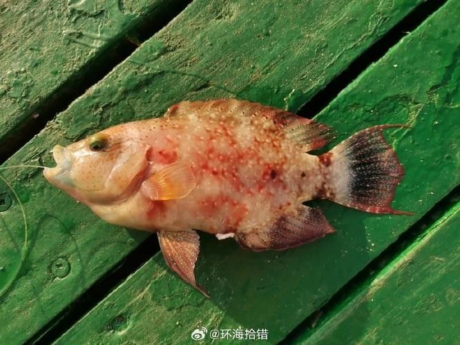 過山龍魚和管唇魚有何區別（農村山路邊發現10米長“過山龍”,很多人沒見過,拍給大家看看鄉村凱迪）