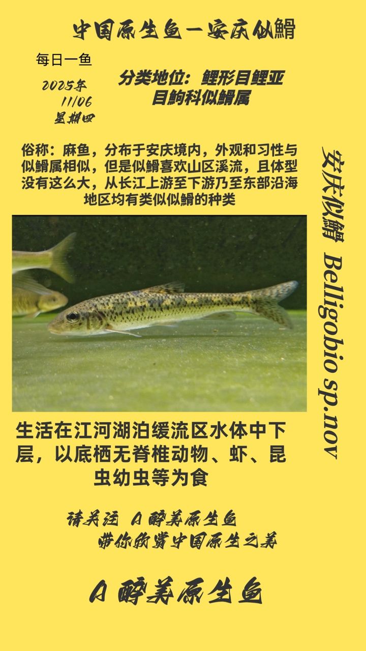 安慶似?（安慶似?，本文旨在探討安慶地區(qū)特有的魚類—似?的生態(tài)習(xí)性）