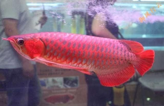 紅金龍魚的市場價格走勢如何（忻州名貴金龍魚多少錢一條）