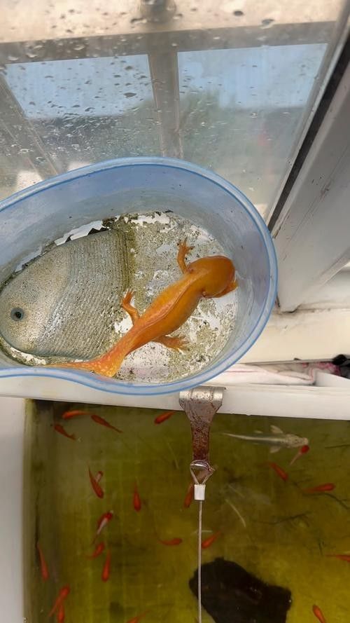 如何區分金色六角龍魚的品質（如何鑒別金色六角龍魚）