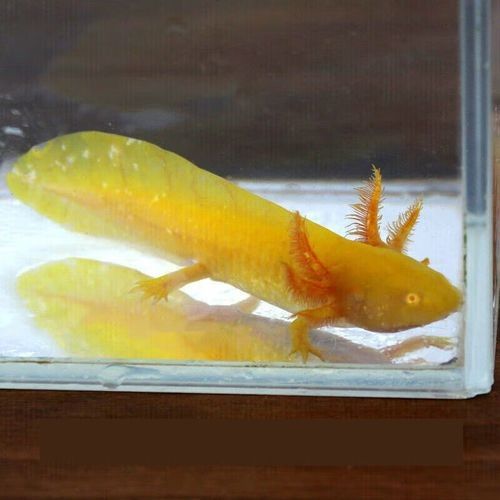 如何區分金色六角龍魚的品質（如何鑒別金色六角龍魚）