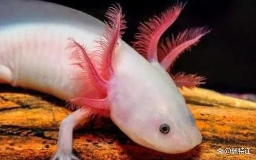 如何區分金色六角龍魚的品質（如何鑒別金色六角龍魚）