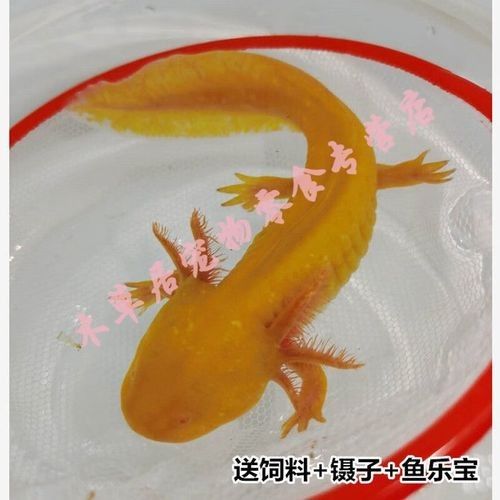 如何區分金色六角龍魚的品質（如何鑒別金色六角龍魚）
