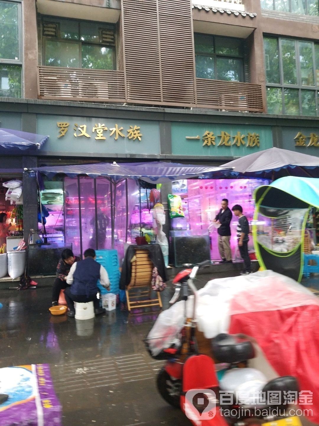 錦江哪個水族館龍魚好？祥龍魚場龍魚（廣州龍魚祥龍魚場·進口元寶鳳凰魚場）