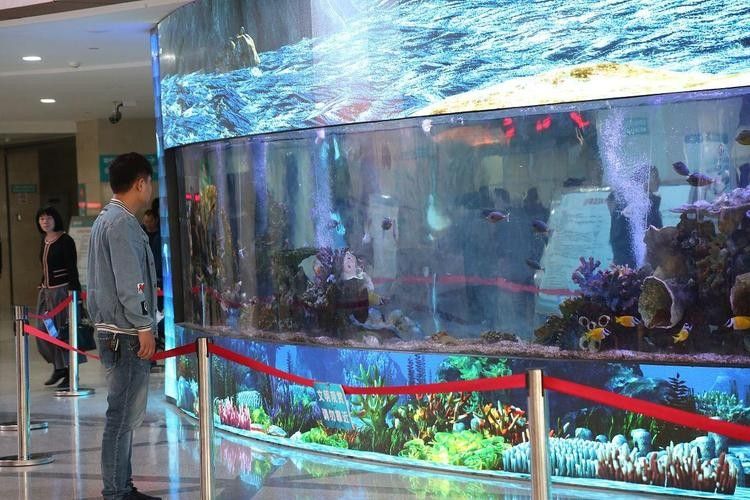 錦江哪個水族館龍魚好？祥龍魚場龍魚（廣州龍魚祥龍魚場·進口元寶鳳凰魚場）