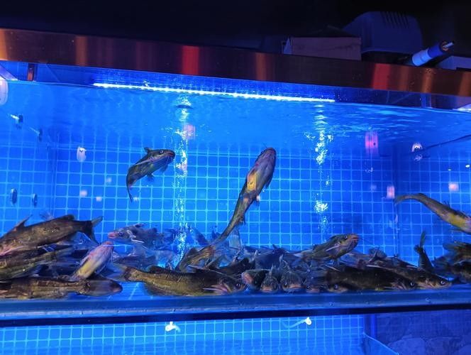 錦江哪個水族館龍魚好？祥龍魚場龍魚（廣州龍魚祥龍魚場·進口元寶鳳凰魚場）
