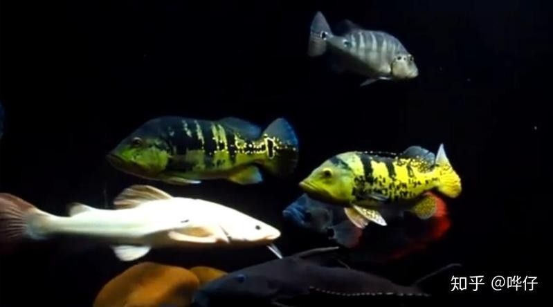 鐵甲武士魚混養案例分享（鐵甲武士混養案例分享）