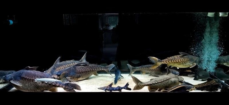 鐵甲武士魚混養案例分享（鐵甲武士混養案例分享）