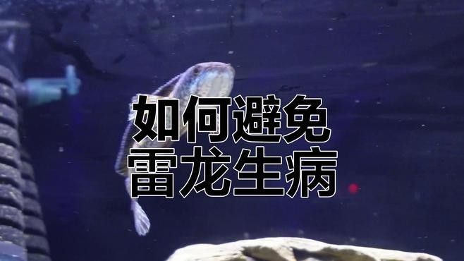 如何控制雷龍魚訓練時的溫差？（如何控制雷龍魚訓練時溫差）