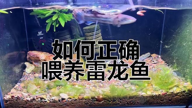 如何控制雷龍魚訓練時的溫差？（如何控制雷龍魚訓練時溫差）