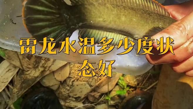 如何控制雷龍魚訓練時的溫差？（如何控制雷龍魚訓練時溫差）