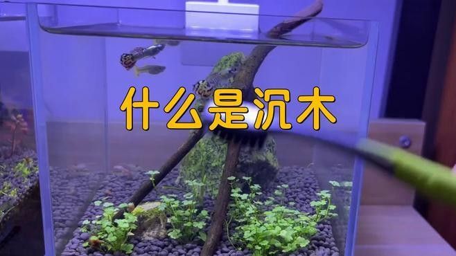 哪種沉木適合龍魚缸（適合龍魚缸的幾種沉木類型及其特點及其特點及其特點）