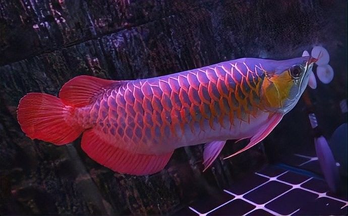 紅龍魚燈需要開多久（紅龍魚燈光的使用方法） 紅龍魚燈需要開多久（紅龍魚燈光的使用方法） 龍魚百科 第4張