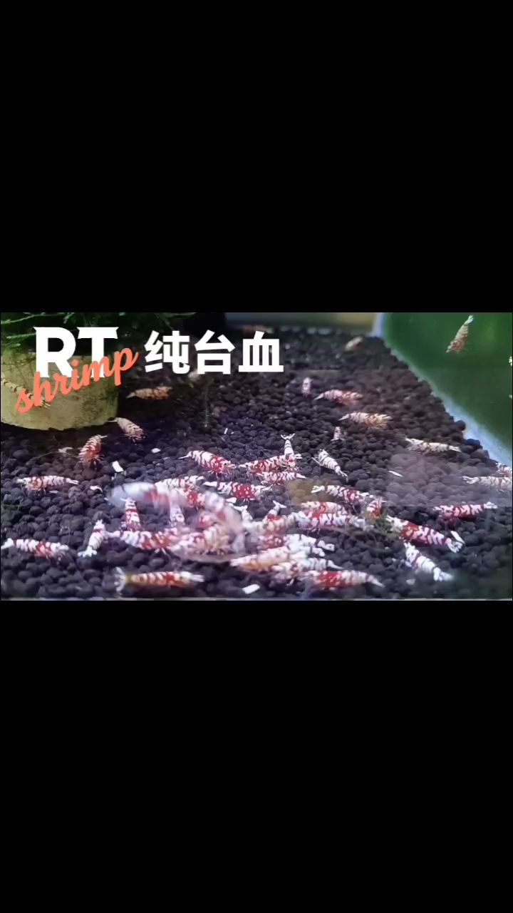 水晶蝦養殖，繁殖交流。（@rt蝦11月第3集養殖的紀錄）