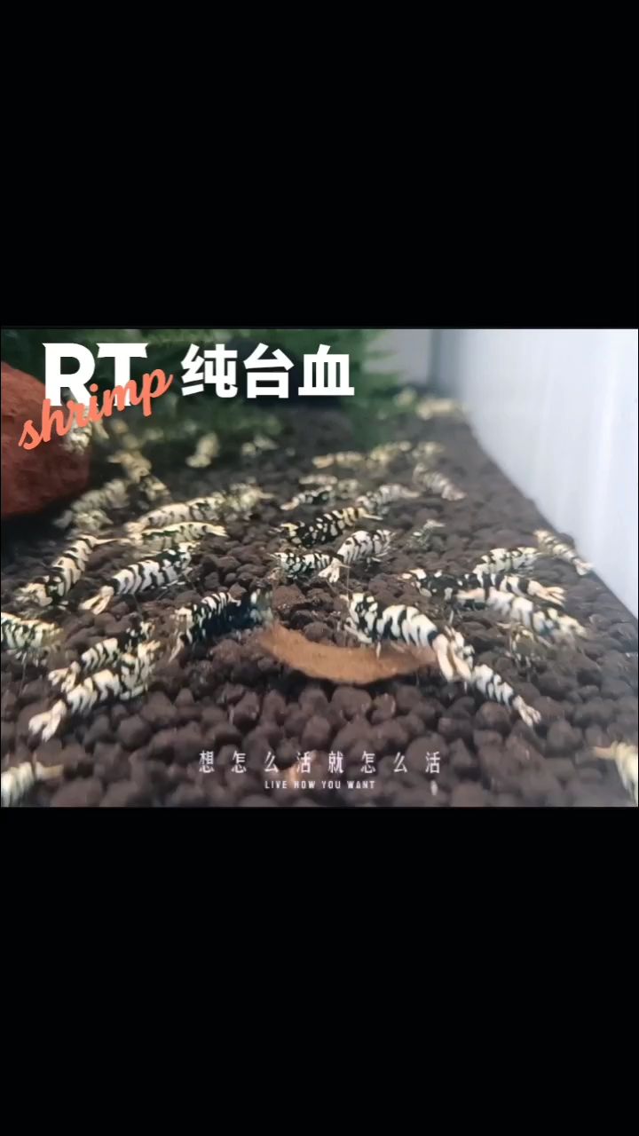 水晶蝦養殖，繁殖交流。（@rt蝦11月第2集養殖的紀錄）