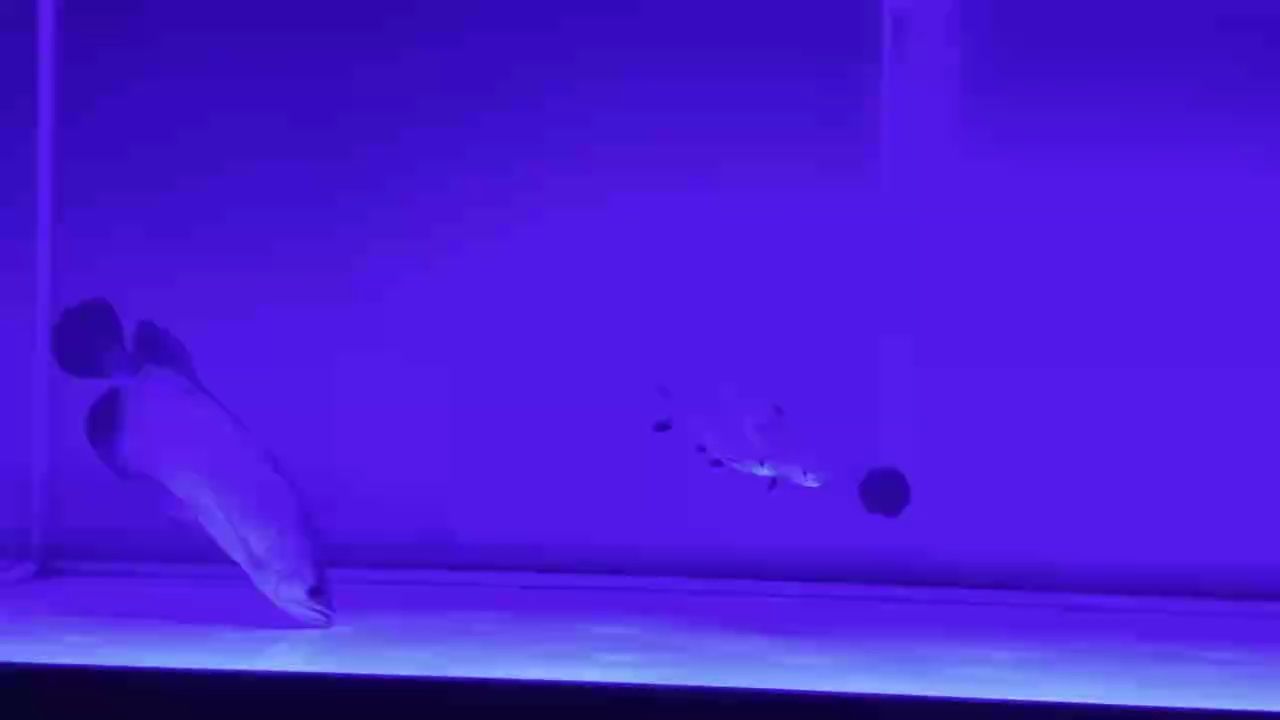 能一直這樣興奮嗎[haha]（haha]秋風評論：維持情緒穩定性對于個人福祉和社會功能的重要性） 能一直這樣興奮嗎[haha]（haha]秋風評論：維持情緒穩定性對于個人福祉和社會功能的重要性） 龍魚論壇